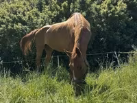 घोड़ी, Polish pony — फ़ोटो 7