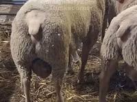Ovan, Charollais sheep — fotografija 2