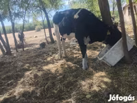 Bik, Russian Black pied cattle — fotografija 3