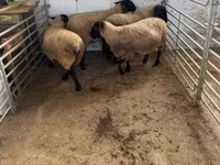 Oveja, White Suffolk sheep — foto 3