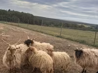 Ram, Racka sheep — photo 2