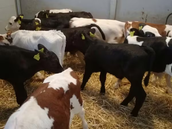 牛只（批次，未指定性别）, Cattle