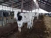 Krava, Yaroslavl cattle — fotografija 2