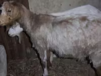 Kozioł, Kozy — zdjęcie 3