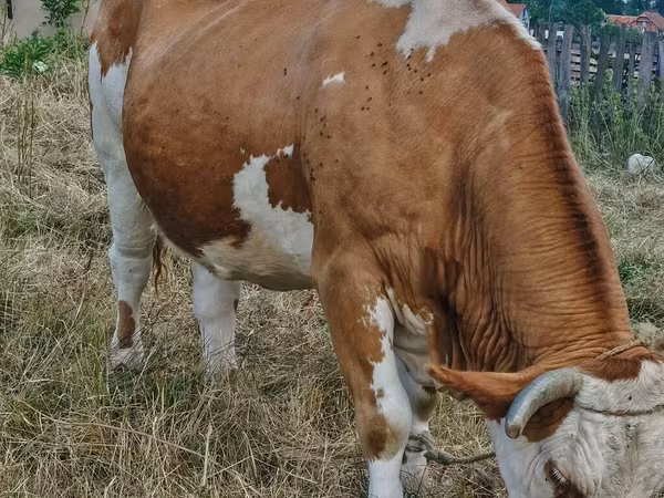 Krava, Simmental cattle