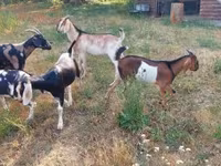 公山羊, Nubian Goat — 照片 4
