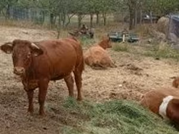 Taureau, Vache limousine — Hongrie