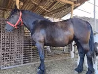 母马, Horses — 照片 4