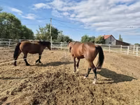 Koń, Konie — zdjęcie 6