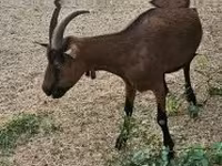Koza, Alpine goat — zdjęcie 5