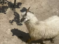 Ziege, Angora goats — Foto 1