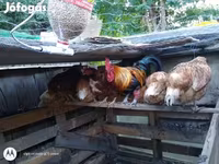 Chickens — Foto 2