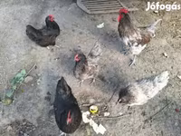 Chickens — Foto 5