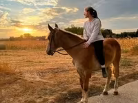 Cavalo, Cavalos — foto 1