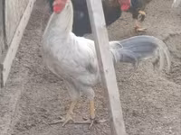 Chickens — fotografija 2