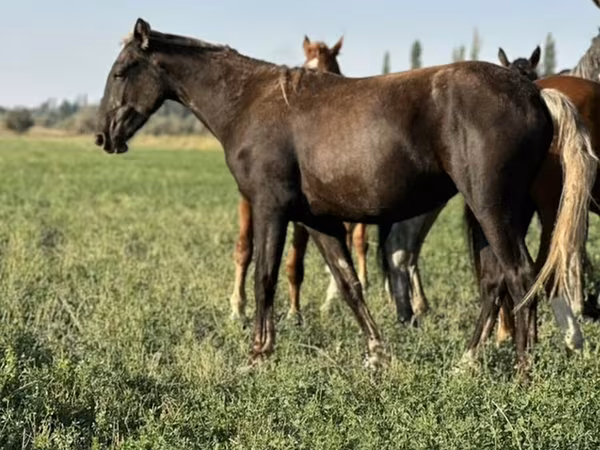 Égua, Cavalos