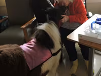 Kobila, Miniature horse — fotografija 8