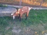 Bode, Cabras — foto 2