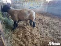 Schaf, White Suffolk sheep — Foto 5