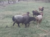 Qoç, Edilbay sheep — foto 5