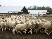 Ovan, Suffolk sheep — fotografija 2