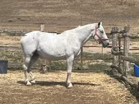 Égua, Hungarian horse breed — foto 1