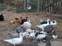 Ducks — Foto 4