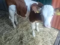 Bik, Simmental cattle — fotografija 2