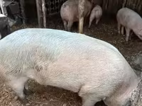 公猪, Pigs — 照片 7