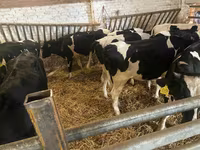 Krava, Russian Black pied cattle — fotografija 6