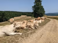 Корова, Blonde d’Aquitane cattle — фото 3