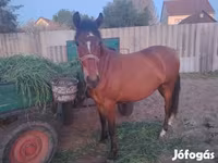 母马, Horses — 照片 2
