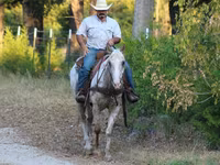 Pastuv, Appaloosa — fotografija 7