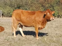 Krowa, Krowa limuzyńska — zdjęcie 2
