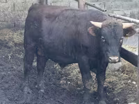 Bull, Simmental cattle — photo 4