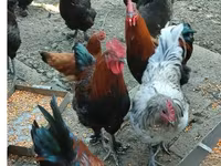 Marans — Foto 1