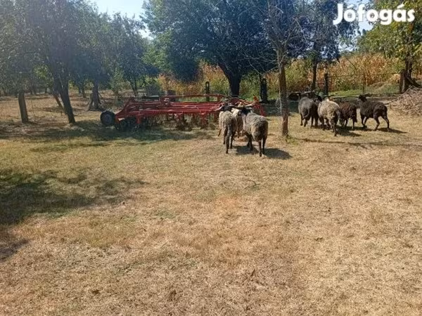 Baran, Racka sheep — Węgry