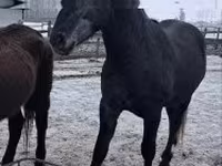 Koń, Lipizzaner — zdjęcie 3