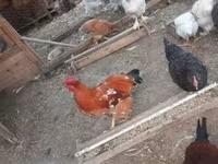 براهما — الصورة 3