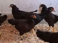 Chickens — fotografija 6