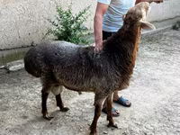 绵羊（批次，未指定性别）, Sheep — 照片 5