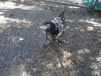 Chickens — zdjęcie 5