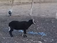 Bélier, Shetland sheep — photo 7