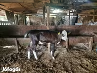 Byk, Simmental cattle — zdjęcie 3