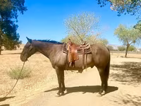 Pastuv, Quarter Horse — fotografija 4