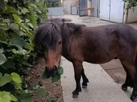 Aygʻir, Shetland Pony — 6-rasm