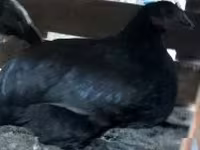 Chickens — 写真 2