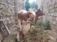 雌牛, Simmental cattle — 写真 2