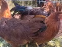 Chickens — الصورة 2