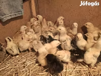 Chickens — 照片 2